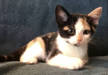 Rescue Domestic Short Hair Cats for Adoption in Greenville, Illinois - Sugar | PetCurious