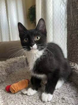Domestic Short Hair Cats Available for Adoption in New Bedford, Massachusetts - Horace (must Adopt With Clarabelle) | PetCurious