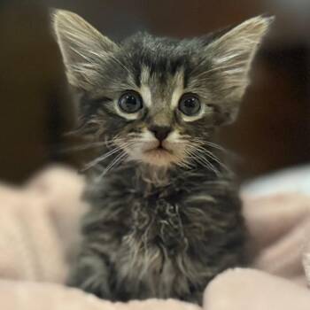 Monkey -  Domestic Short Hair Cat for Adoption in Riverside, California - Monkey | PetCurious