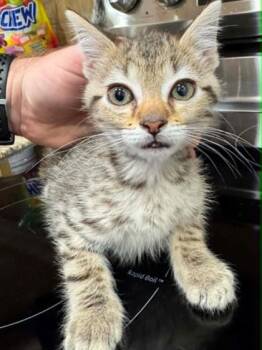 Sir Nachington -  Domestic Short Hair Cat for Adoption in Atlanta, Georgia - Sir Nachington | PetCurious