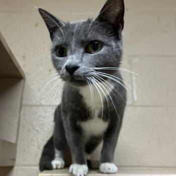 Domestic Short Hair Cats Available for Adoption - Smith | PetCurious
