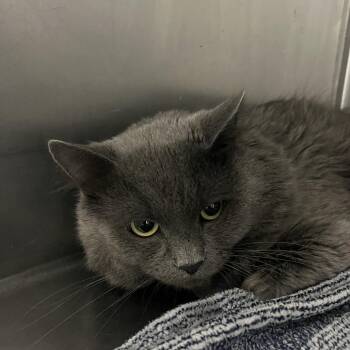 Bramble -  Domestic Long Hair Cat for Adoption in Idaho Falls, Idaho - Bramble | PetCurious