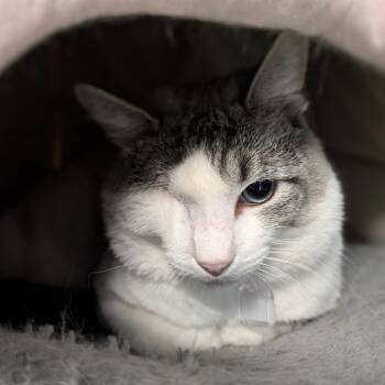 Rescue Domestic Short Hair Cats for Adoption in Lakewood, Colorado - Plissken | PetCurious
