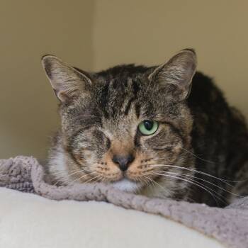 Rescue Domestic Short Hair Cats for Adoption in Los Angeles, California - Pablo | PetCurious