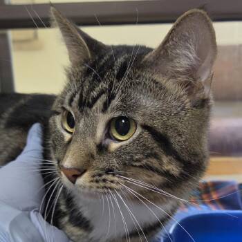 Chance -  Domestic Short Hair Cat for Adoption in Plover, Wisconsin - Chance | PetCurious