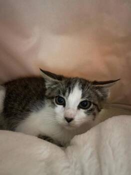 Rescue Domestic Short Hair Cats for Adoption in Camano, Washington - Camryn | PetCurious
