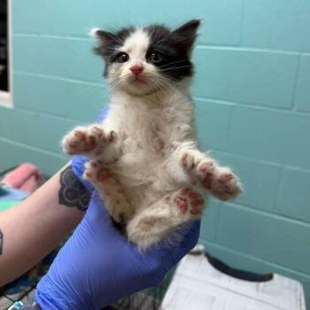 Domestic Medium Hair Cats Available for Adoption in Gadsden, Alabama - Zinnia 3 | PetCurious