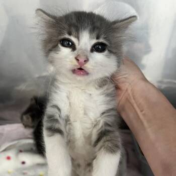 Domestic Medium Hair Cats Available for Adoption in Birmingham, Alabama - Martin | PetCurious