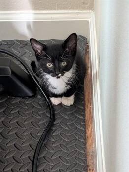 OREO -  Domestic Short Hair Cat for Adoption in Fort Walton Beach, Florida - OREO | PetCurious