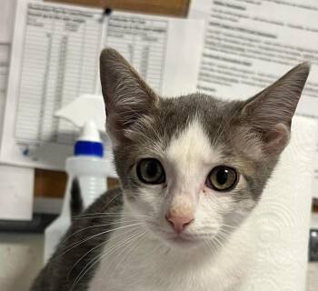Blossom -  Domestic Short Hair Cat for Adoption in Bolivar, Missouri - Blossom | PetCurious