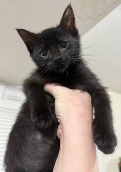 Tempo -  Domestic Short Hair and Bombay Cat Available for Adoption in New York, New York - Tempo | PetCurious