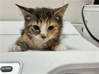 MOCHI -  Domestic Short Hair Cat for Adoption - MOCHI | PetCurious