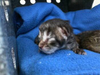 Rescue Domestic Short Hair Cats for Adoption in Dallas, Texas - SUGAR | PetCurious