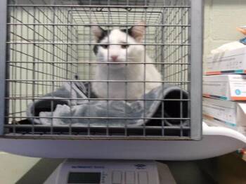 MOCHI -  Domestic Short Hair Cat for Adoption in Tulsa, Oklahoma - MOCHI | PetCurious