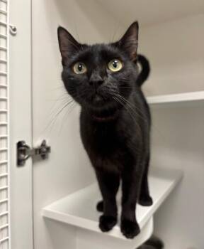 Raven -  Domestic Short Hair Cat for Adoption in Frankfort, Kentucky - Raven | PetCurious