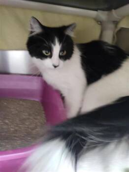 Azula -  Domestic Medium Hair and Domestic Short Hair Cat Available for Adoption in Montreal, Quebec - Azula | PetCurious