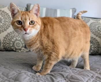 Clint -  American Shorthair Cat for Adoption in Bonaire, Georgia - Clint | PetCurious