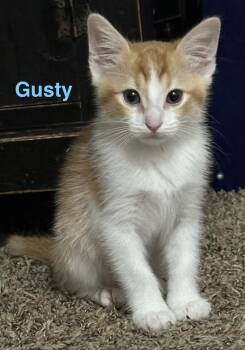 Gusty -  Domestic Short Hair Cat Available for Adoption in Blanchard, Oklahoma - Gusty | PetCurious