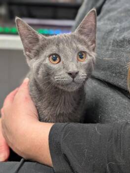 MR. KISS KISS -  Domestic Short Hair Cat for Adoption in Canfield, Ohio - MR. KISS KISS | PetCurious
