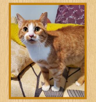 Domestic Short Hair Cats Available for Adoption in Franklin, Indiana - Topaz | PetCurious