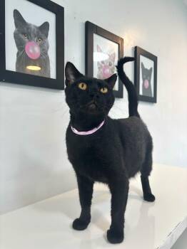Rescue Domestic Short Hair Cats for Adoption in Chicago, Illinois - Scientist | PetCurious