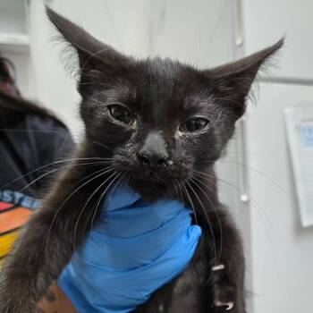 Charmer -  Domestic Short Hair Cat for Adoption in Newark, New Jersey - Charmer | PetCurious