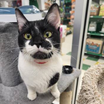 Domestic Short Hair Cats Available for Adoption in Buffalo, New York - Frostbite | PetCurious