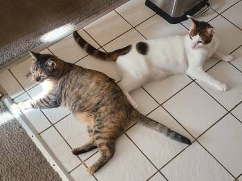 Chuka & Haley -  Domestic Short Hair Cat for Adoption in Los Angeles, California - Chuka & Haley | PetCurious