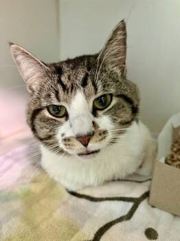 Domestic Short Hair Cats Available for Adoption in Indianapolis, Indiana - MOOSE | PetCurious