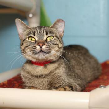 Rescue Domestic Short Hair Cats for Adoption in Evansville, Indiana - Sushi | PetCurious