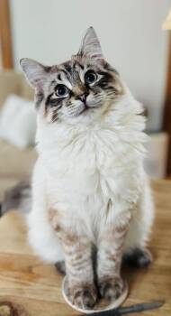 Millie -  Ragdoll Cat for Adoption in Saint Clair, Michigan - Millie | PetCurious