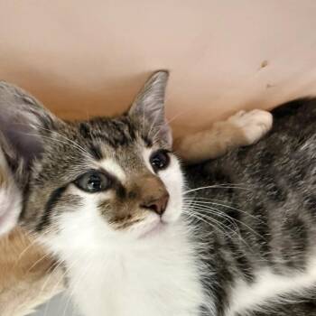 Thor -  Domestic Short Hair Cat for Adoption in Hohenwald, Tennessee - Thor | PetCurious