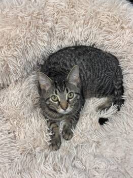 Petunia -  Domestic Short Hair Cat for Adoption in Hamburg, New York - Petunia | PetCurious