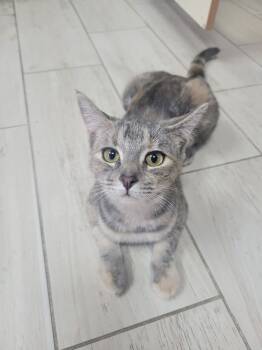 Rescue Domestic Short Hair Cats for Adoption in Lansing, Michigan - Toaster (25-151 C) | PetCurious