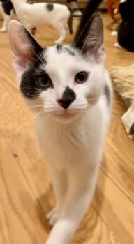 Seba -  Domestic Short Hair Cat for Adoption in Reston, Virginia - Seba | PetCurious
