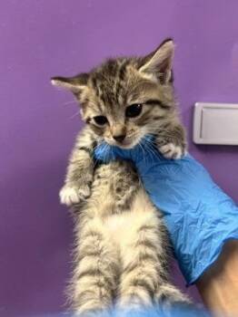 Domestic Short Hair Cats Available for Adoption in El Paso, Texas - 60879424 | PetCurious