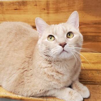 Cider -  Domestic Short Hair Cat for Adoption in Marseilles, Illinois - Cider | PetCurious