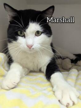 Rescue Domestic Short Hair Cats for Adoption in Hollister, Missouri - Marshall | PetCurious