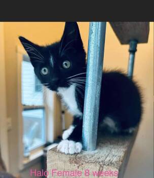 Halo -  American Shorthair Cat for Adoption in Fort Payne, Alabama - Halo | PetCurious