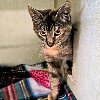 Rescue Domestic Short Hair Cats for Adoption in Nampa, Idaho - Albatross | PetCurious