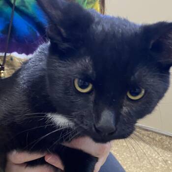 Dexter (Bonded with Deedee) -  Domestic Short Hair Cat for Adoption in Sonoma, California - Dexter (Bonded With Deedee) | PetCurious