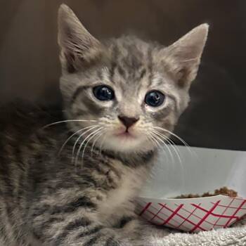 Nitro -  Domestic Short Hair Cat for Adoption in Troy, Virginia - Nitro | PetCurious