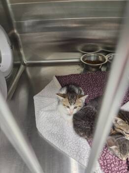 Rescue Domestic Short Hair Cats for Adoption in Athens, Tennessee - Bon | PetCurious