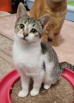 Rescue Domestic Medium Hair Cats for Adoption in Norwich, Connecticut - Vanilla | PetCurious