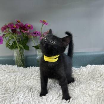 Buttons -  Domestic Short Hair Cat for Adoption in Bardstown, Kentucky - Buttons | PetCurious