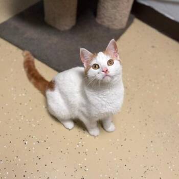 Weezey--In Foster***ADOPTION PENDING*** -  Domestic Short Hair Cat for Adoption in Fargo, North Dakota - Weezey--In Foster***ADOPTION PENDING*** | PetCurious