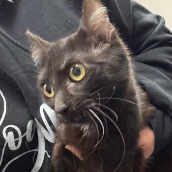 Domestic Short Hair Cats Available for Adoption - BB | PetCurious