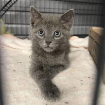 Mr. Pumpernickle -  Domestic Short Hair Cat for Adoption in Martinsville, Virginia - Mr. Pumpernickle | PetCurious