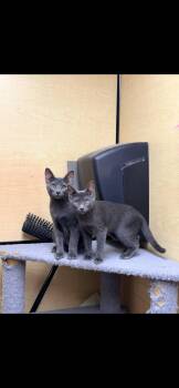 Goliath -  Domestic Short Hair Cat for Adoption in Dalworthington Gardens, Texas - Goliath | PetCurious