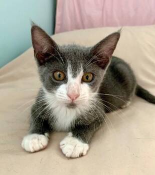 Pitchfork McGee -  Domestic Short Hair Cat for Adoption in North Babylon, New York - Pitchfork McGee | PetCurious
